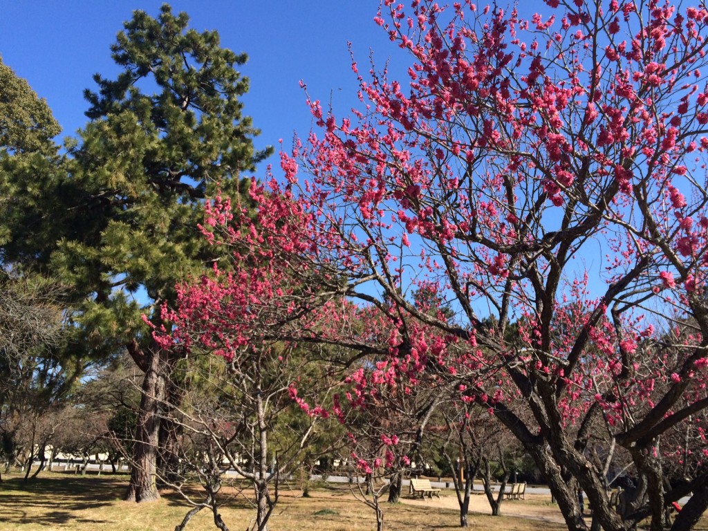 京都御苑　梅の花